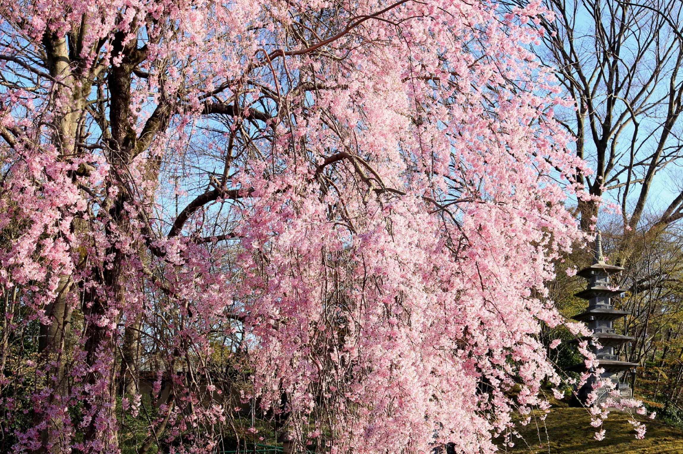 桜㉒