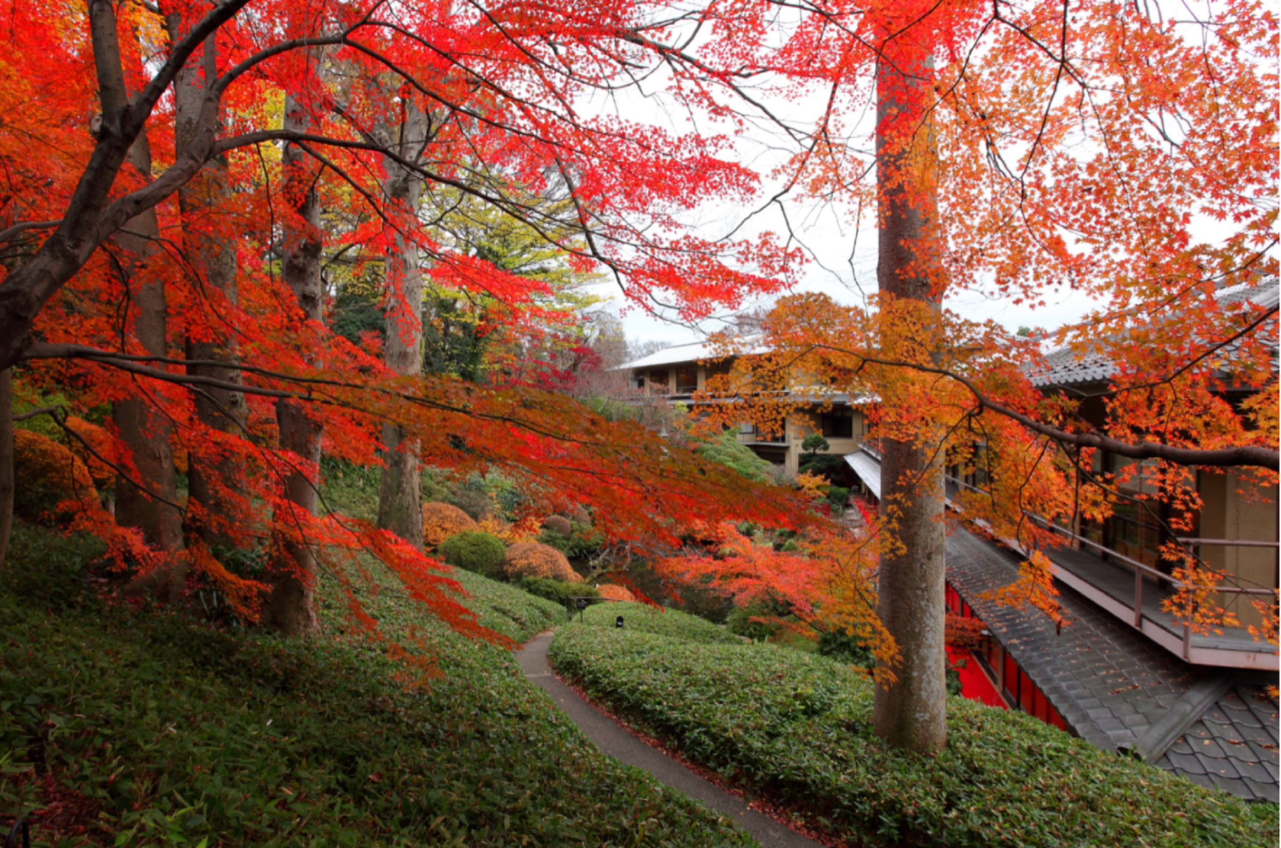 2019紅葉②