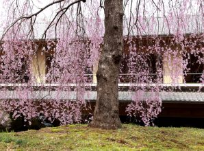桜が見ごろを迎えています。